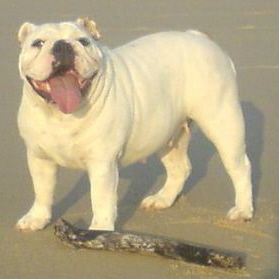 femelle bulldog anglais